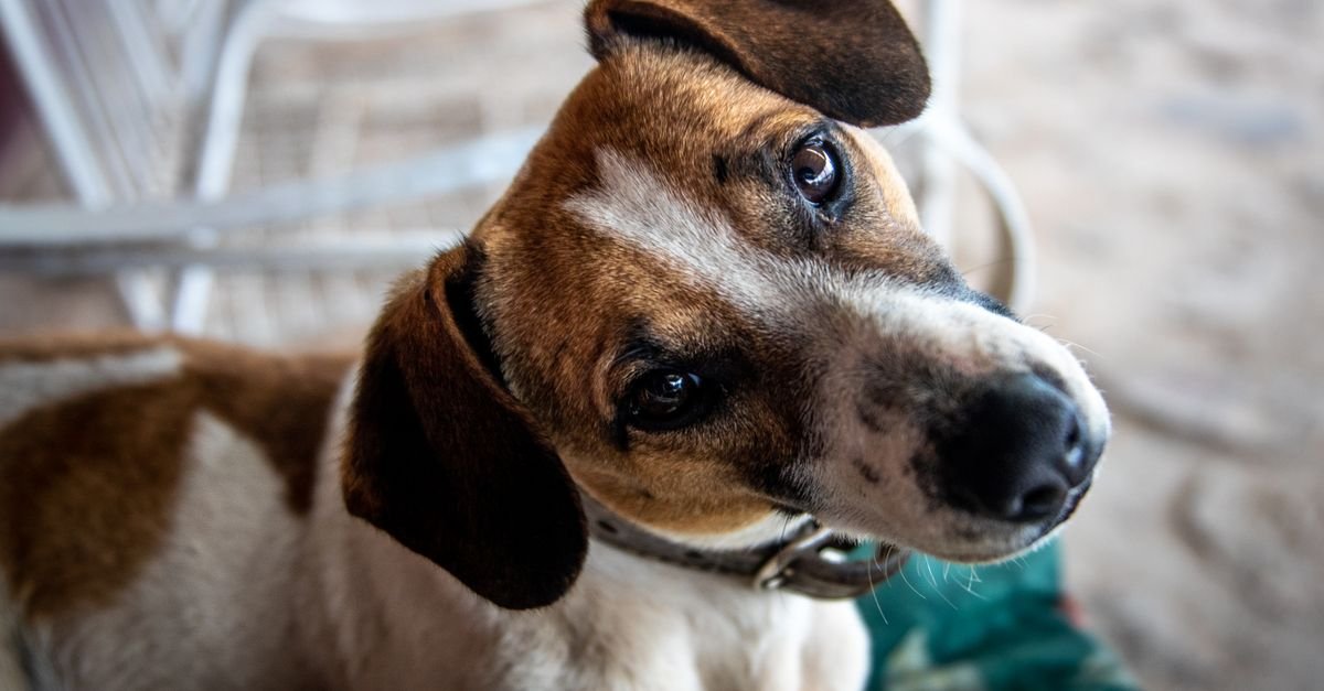 A Jack Russell terrier with head tilted listening
