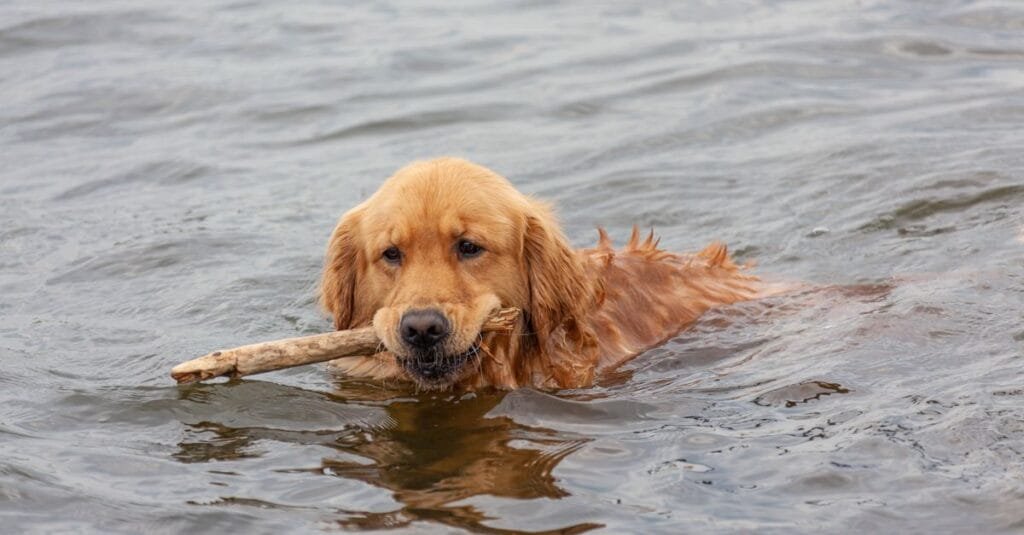 Golden retriever swimming with a stick