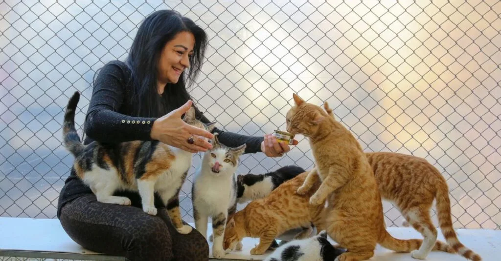 Woman meeting a group of shelter cats outdoors