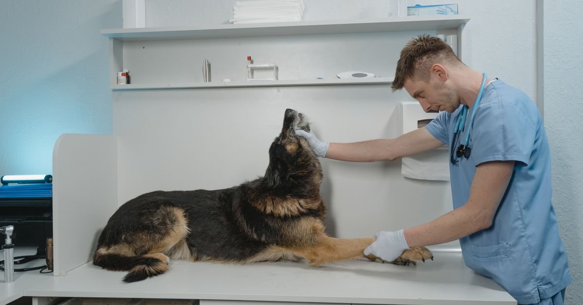 A vet checking a dog's ears