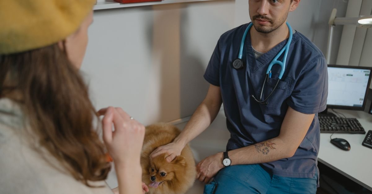 A vet checking a dog