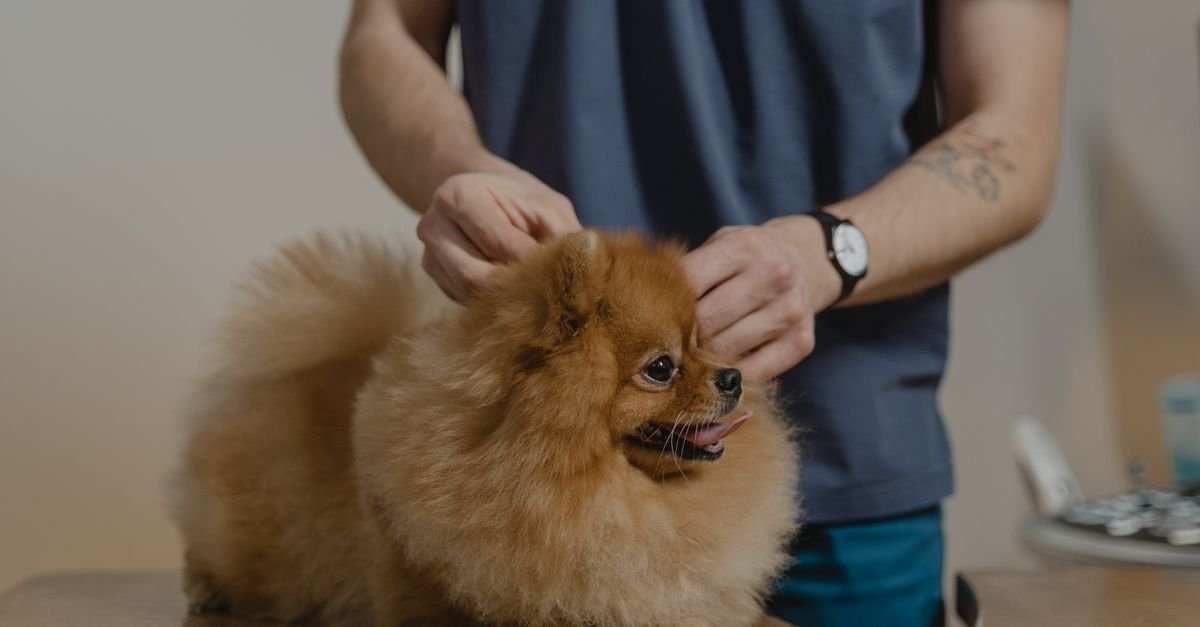 A vet treating a dog's skin