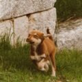 A brown dog curled mid-spin chasing its own tail outdoors