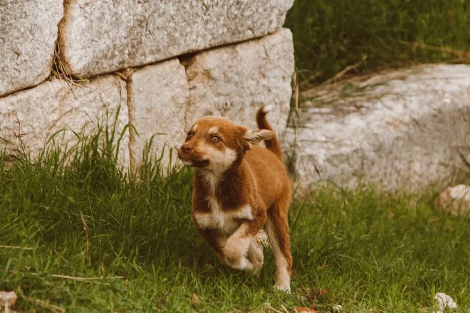 A brown dog curled mid-spin chasing its own tail outdoors