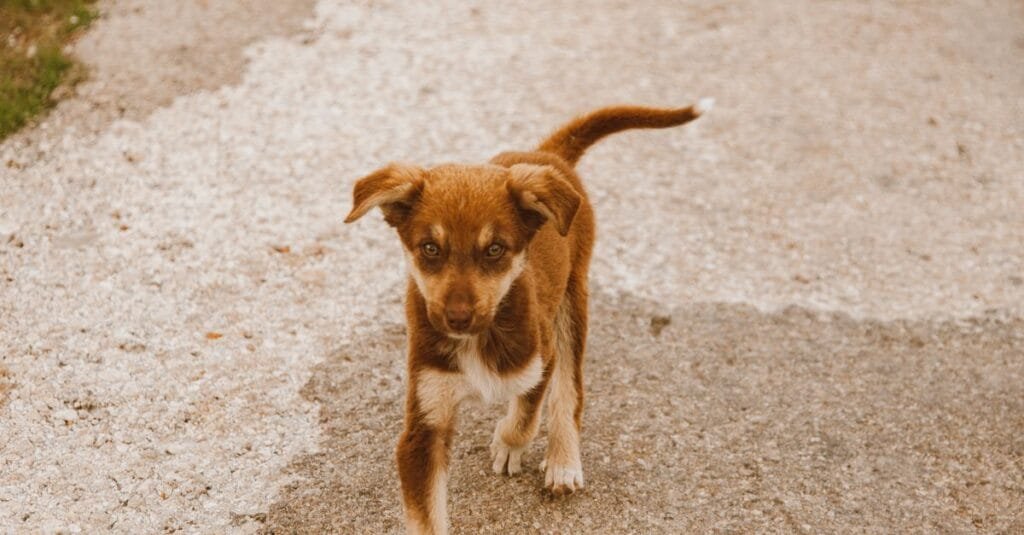 Puppy standing on sun-baked concrete