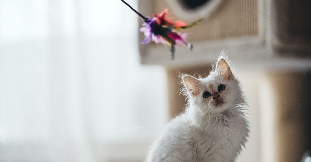 A white cat leaping at a feather wand toy indoors