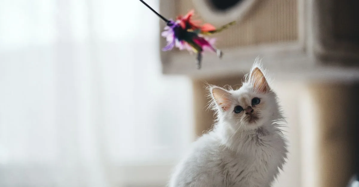 A white cat leaping at a feather wand toy indoors