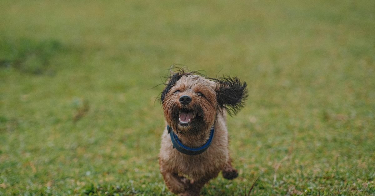 Happy dog running across open grass