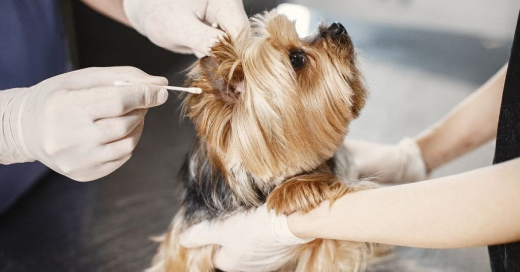Careful ear cleaning on a small terrier