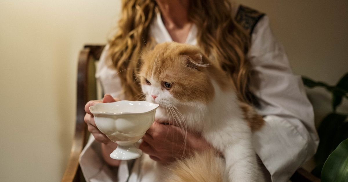 A cat bonding with its owner