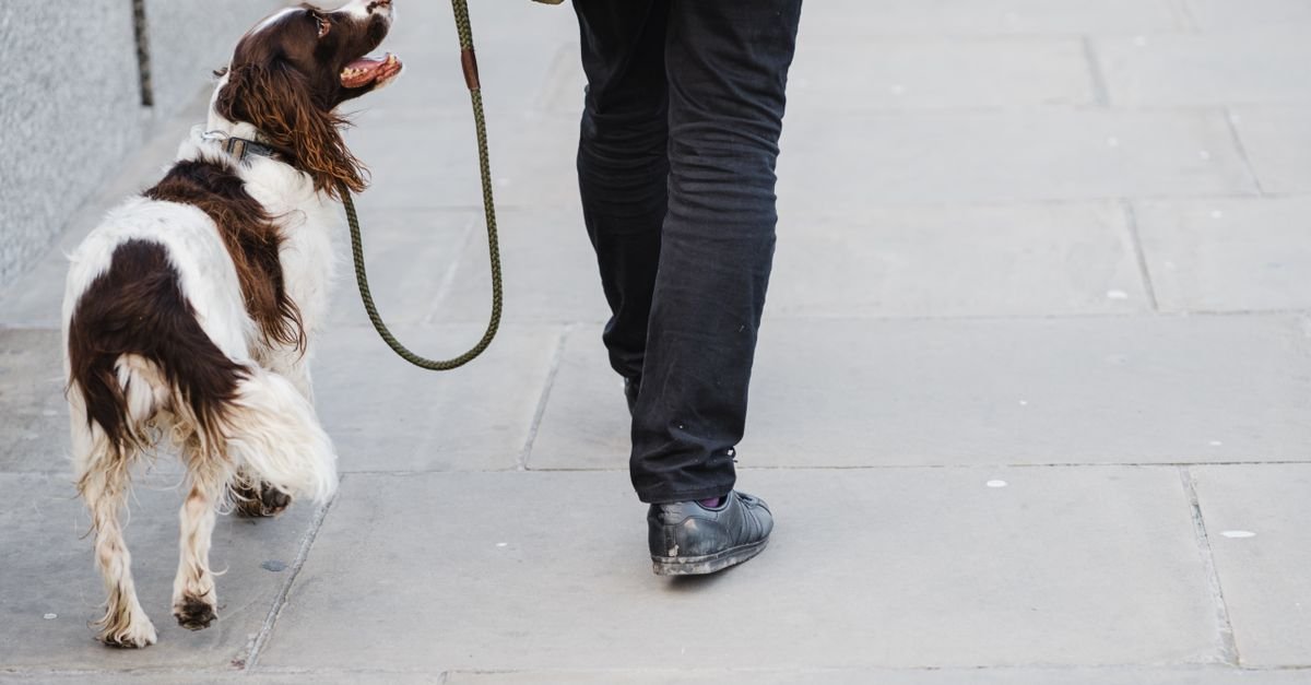 Dog walking calmly at heel beside its owner