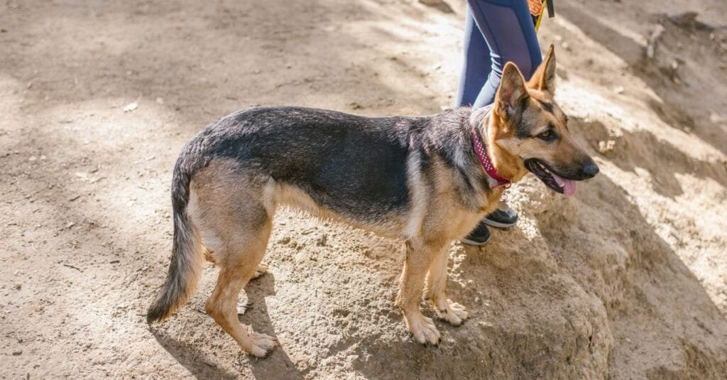German Shepherd hiking a trail with its owner