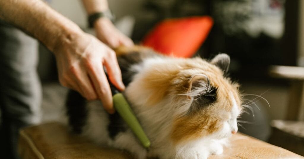 Calico cat being brushed with a slicker on a cushion