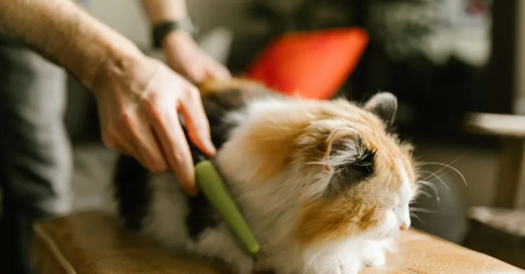 Calico cat being brushed with a slicker on a cushion