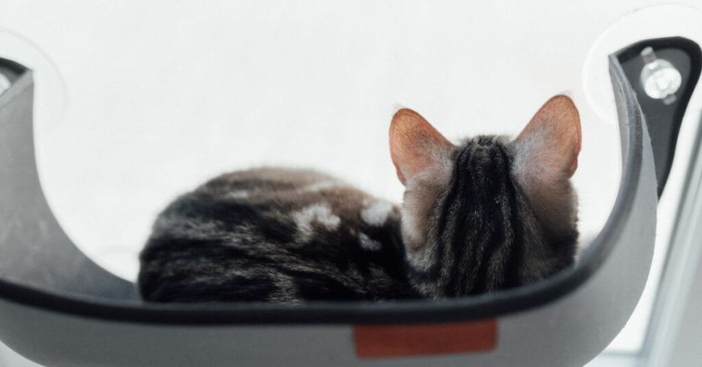 Cat relaxing in a window hammock seen from behind