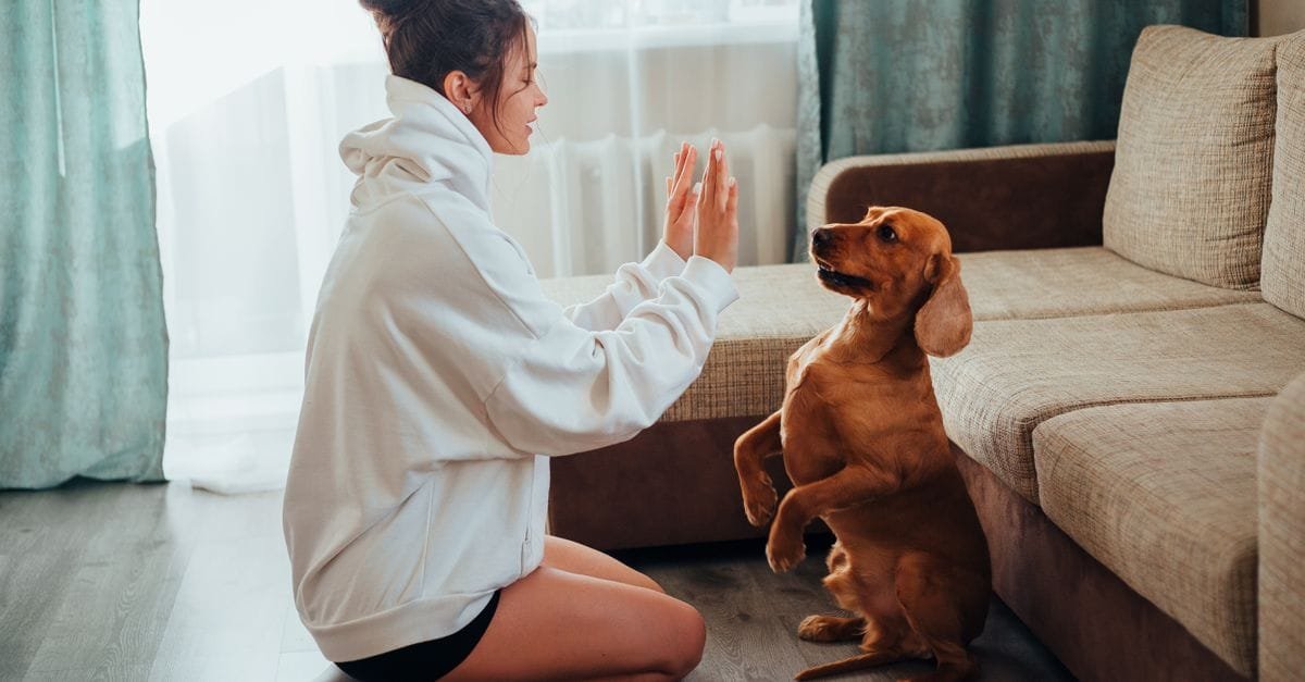 A woman teaching a dachshund a high-five in the living room