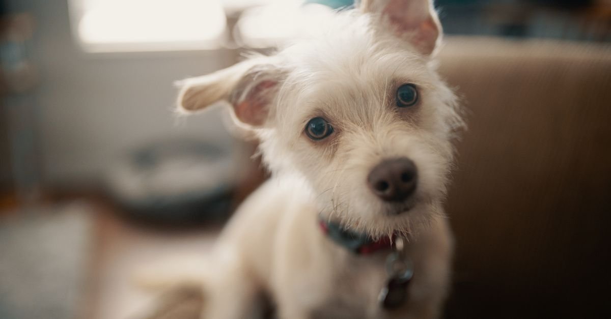 A small white terrier tilting its head indoors