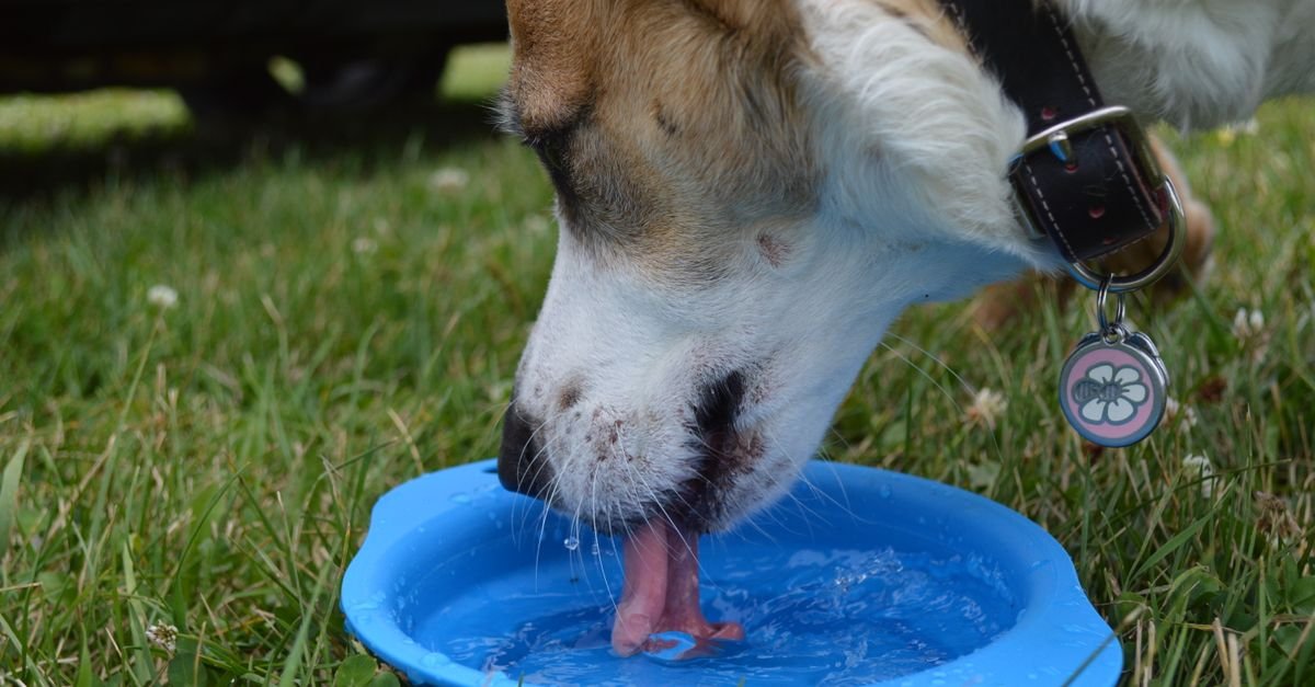 Keeping a dog hydrated