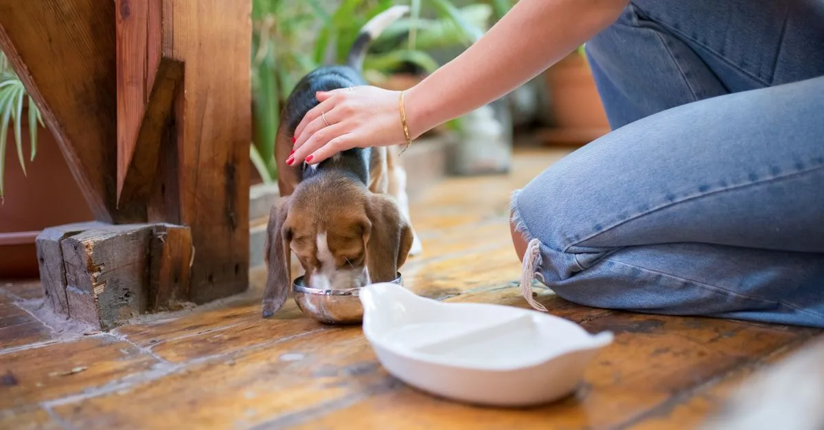 A small puppy drinking water from a bowl