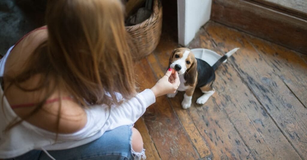 Young owner treat-training a beagle puppy indoors