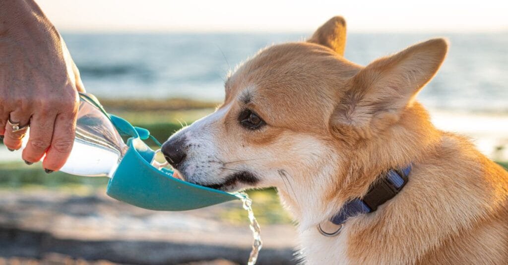 Corgi drinking from a travel water bottle at the beach