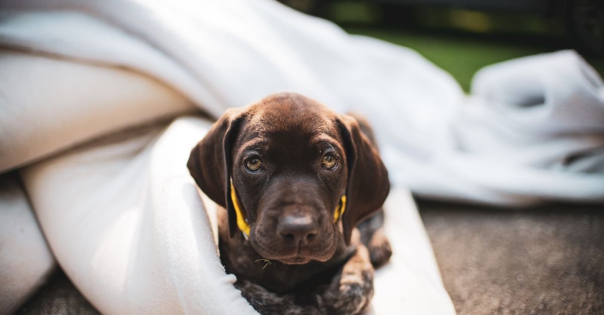 Puppy wrapped in a warm white blanket