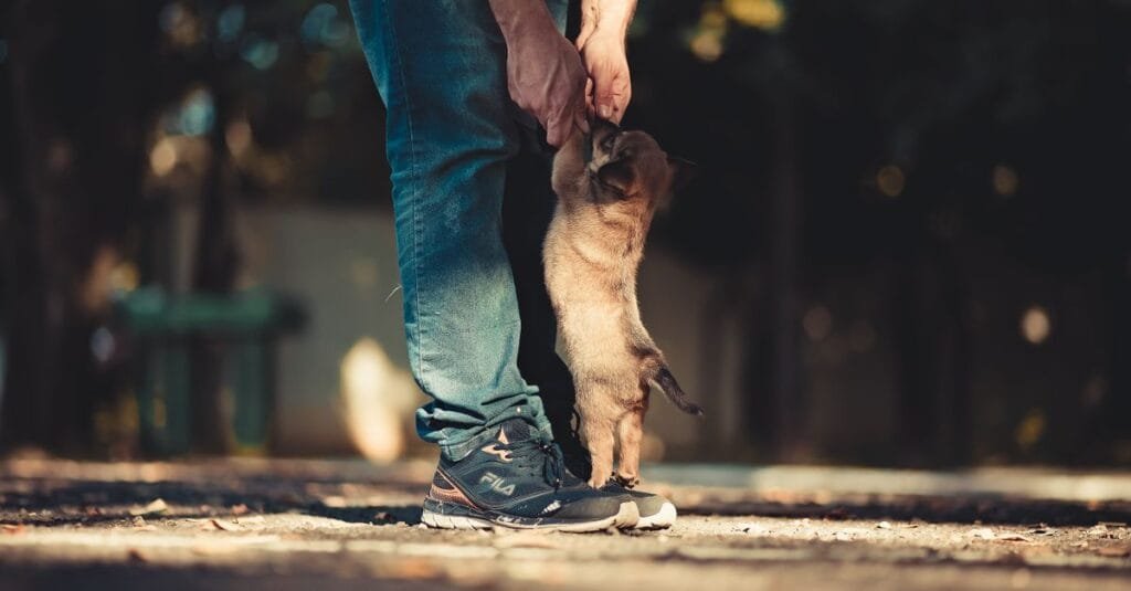 Puppy jumping up at a person&rsquo;s leg during park training