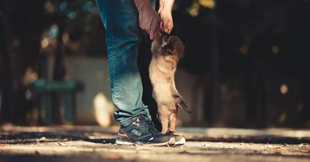 Puppy jumping up at a person’s leg during park training