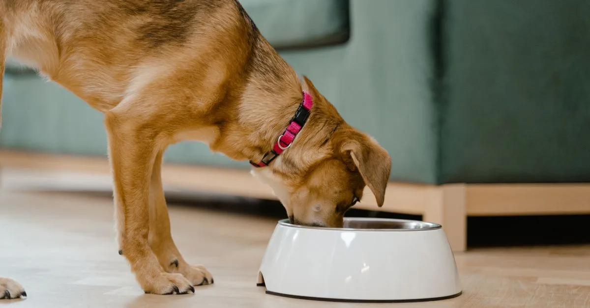 A puppy eating head-first from a food bowl