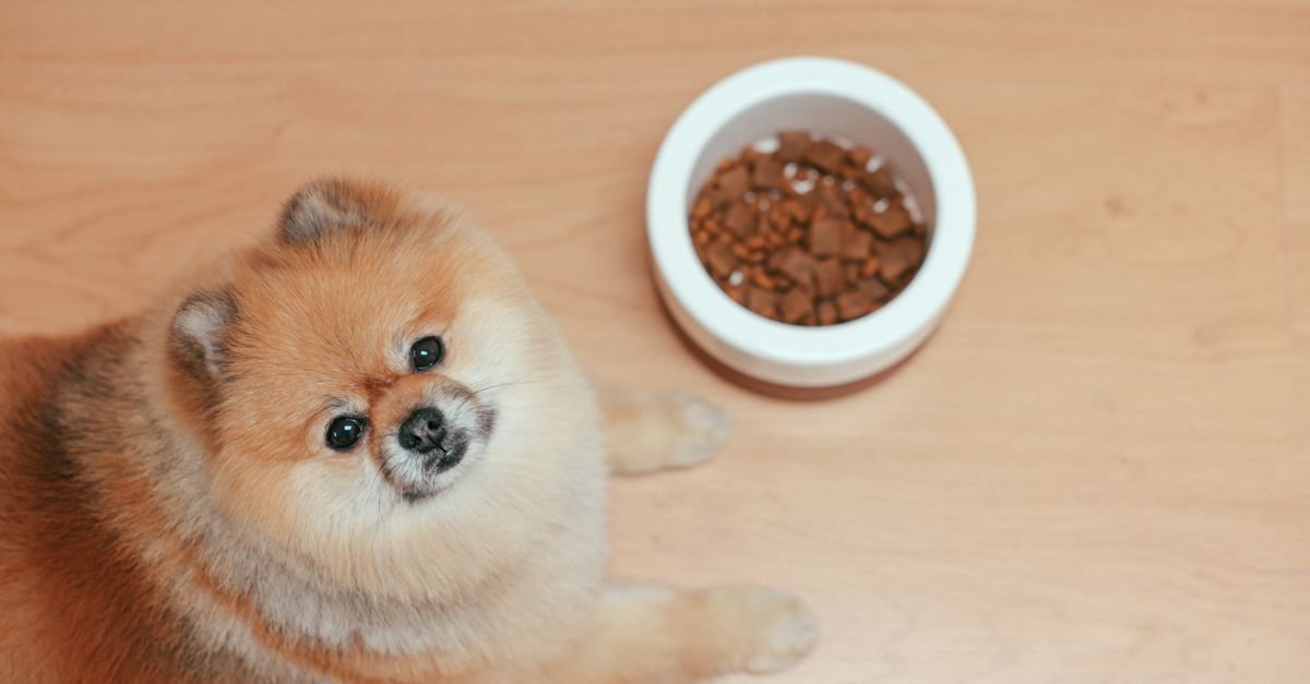 Pomeranian staring hopefully beside a food bowl