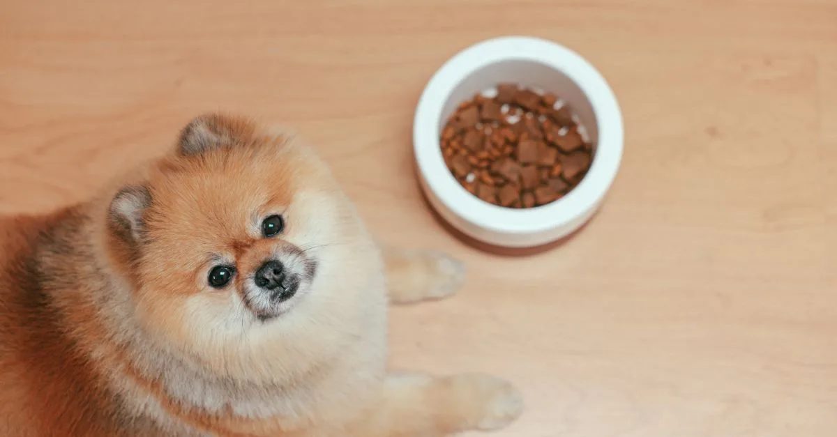 Pomeranian staring hopefully beside a food bowl