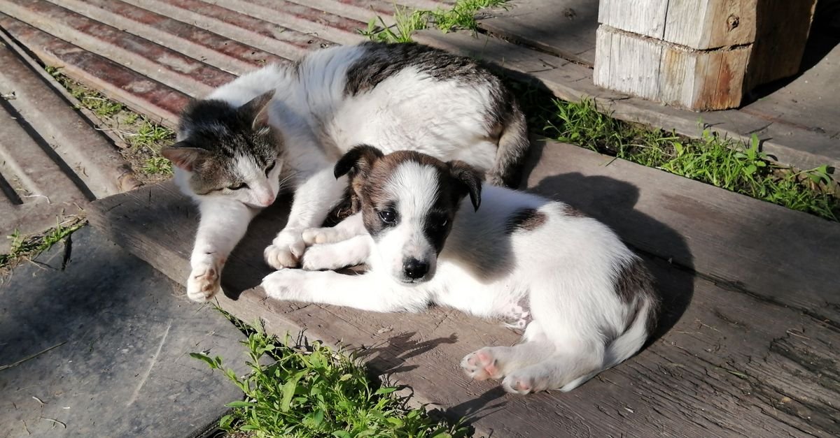 A dog and cat relaxing together