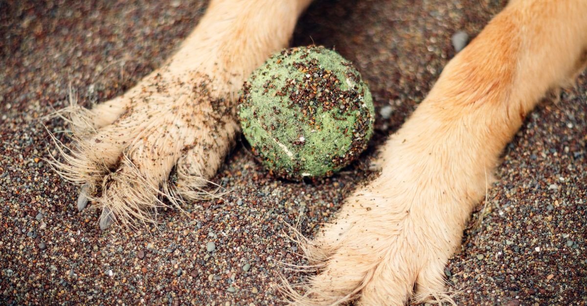 Dog paws next to a ball partially buried in gravel