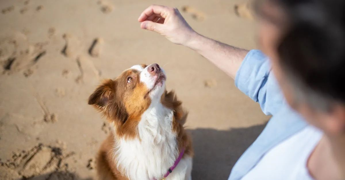Dog looking up attentively at its owner for a treat