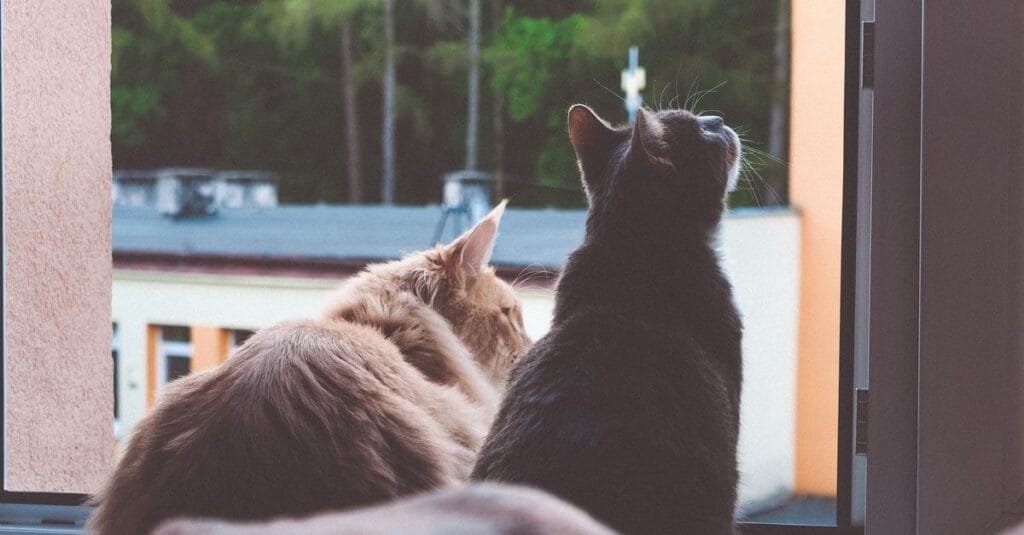 Two cats watching out the window together