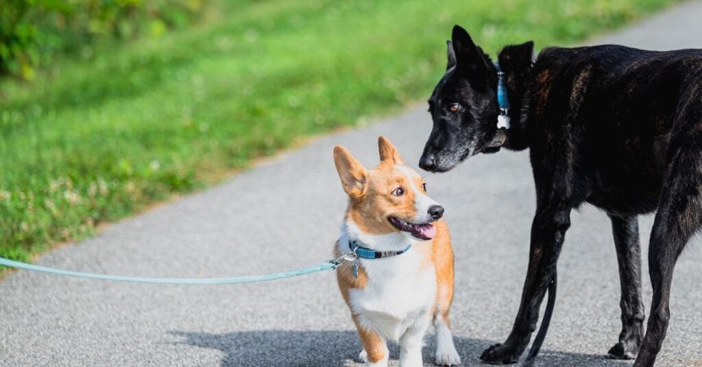Corgi and black dog meeting on leashes