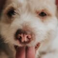 Why is my dog panting