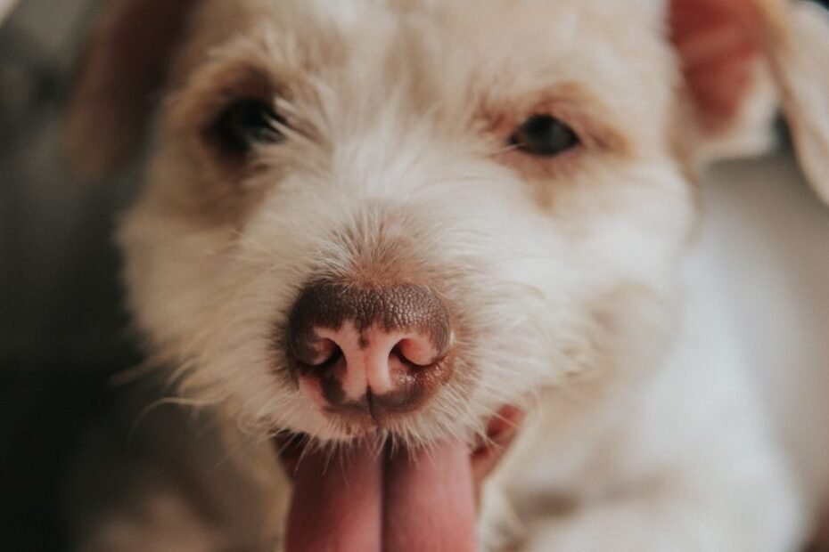 Why is my dog panting