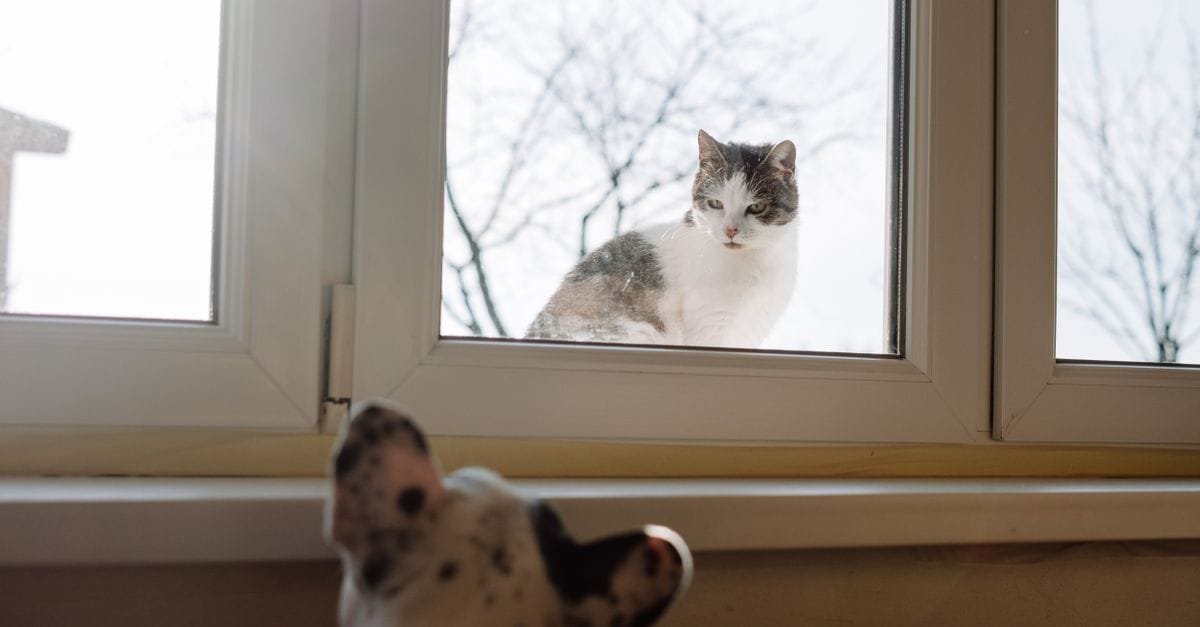 A cat indoors watching another cat through the window