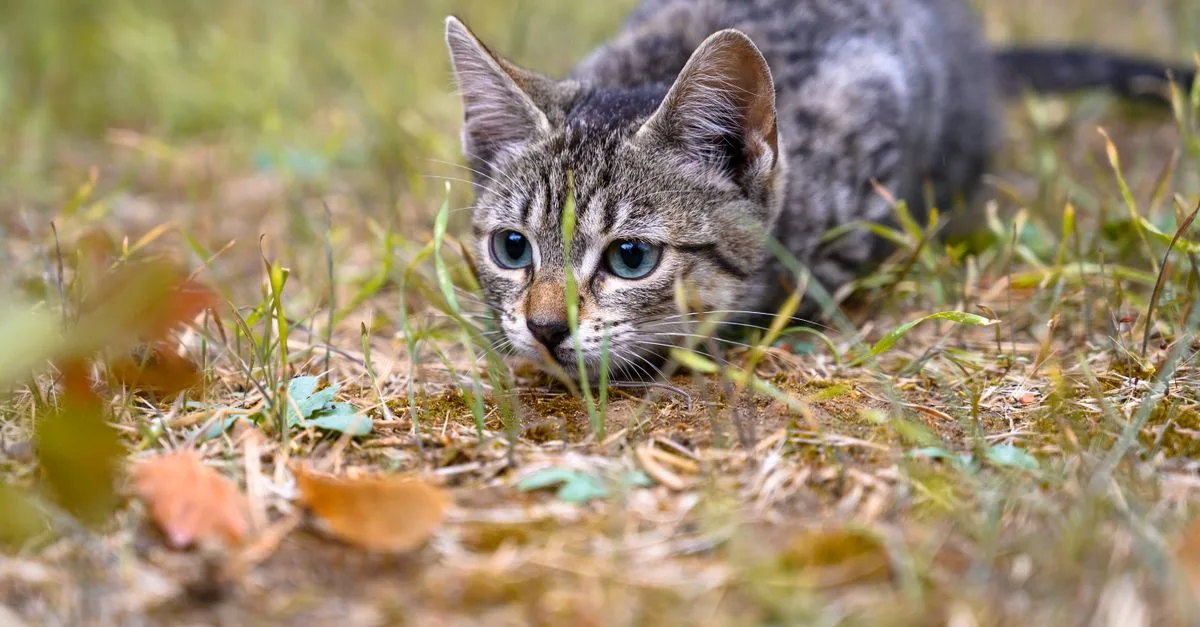 A young cat crouched low, stalking in leaves