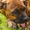 Why do dogs eat grass