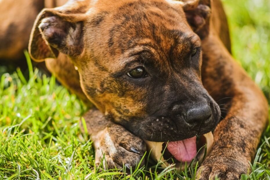 Why do dogs eat grass