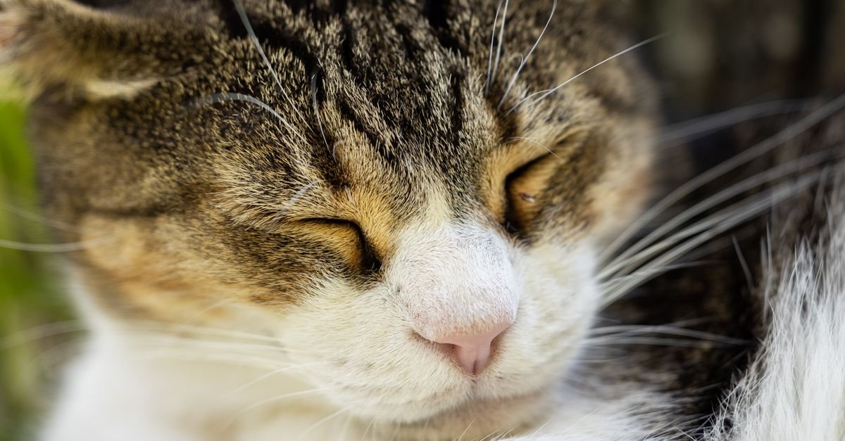 Close-up of a content cat with eyes closed