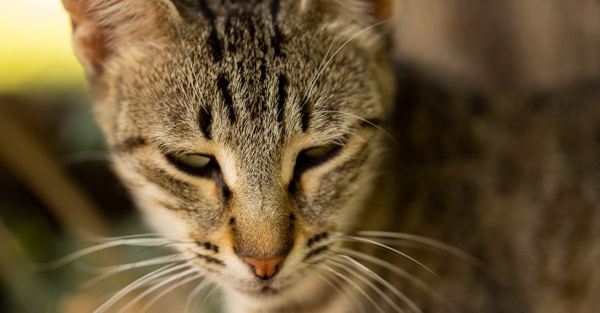 Close-up of a tabby cat with its head lowered