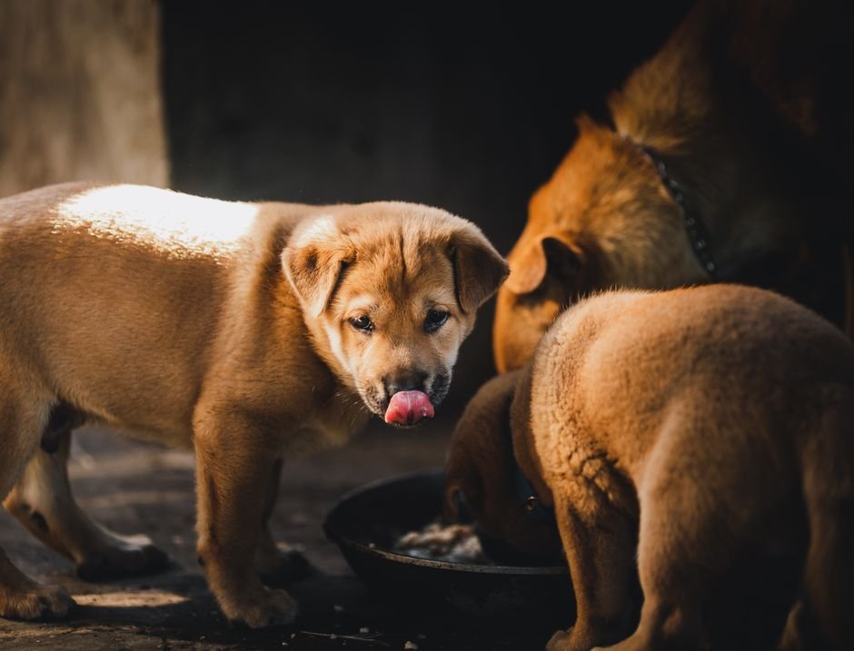 Puppies eating from a bowl together