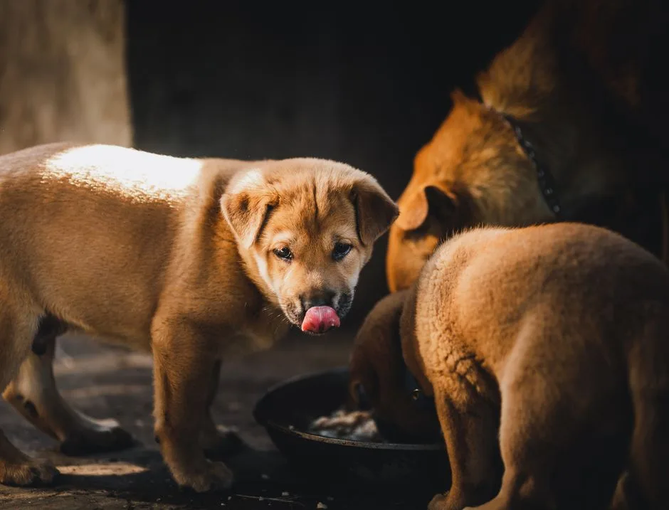 Puppies eating from a bowl together