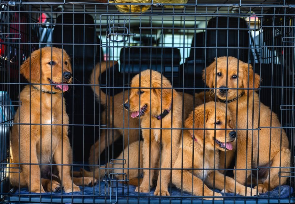 Golden retriever puppies resting in a wire dog crate in a car
