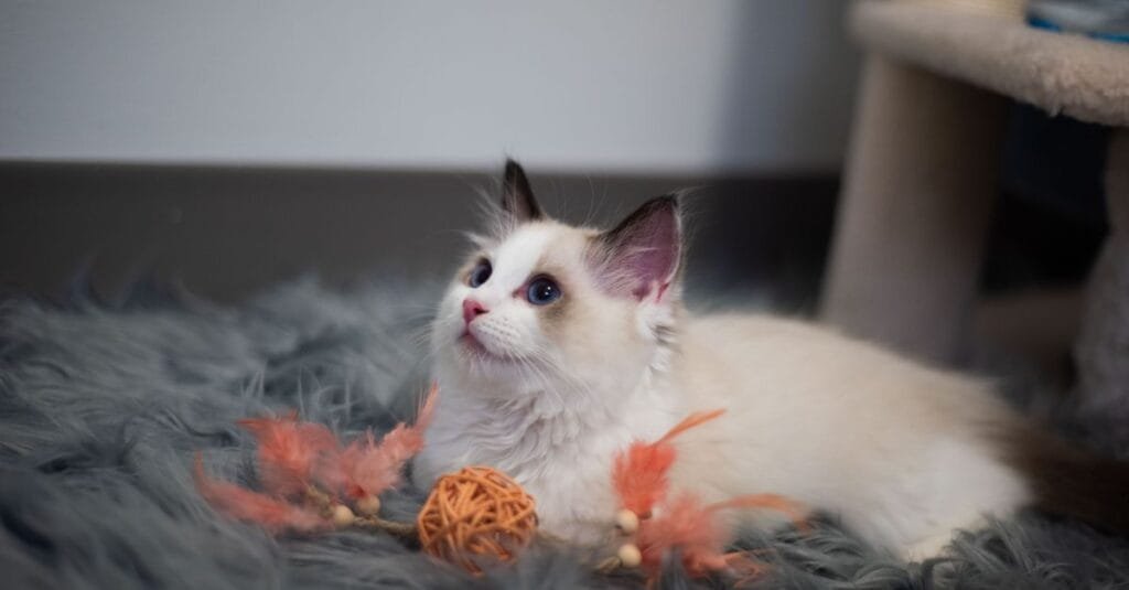 Ragdoll kitten with crinkle toys on a fur rug