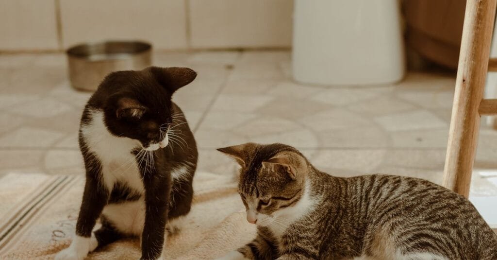Two kittens investigating a toy together on the kitchen floor
