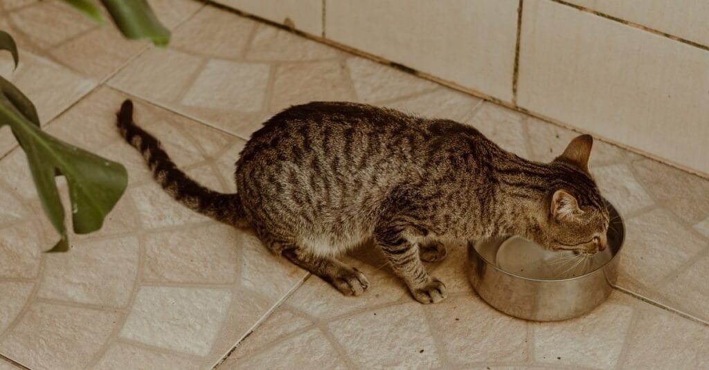 Tabby cat drinking from a metal bowl on tile
